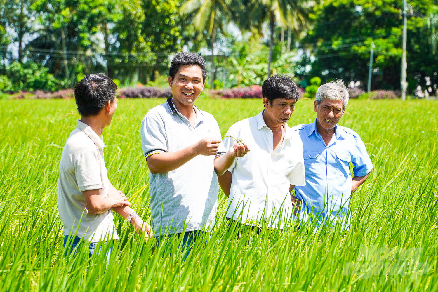 Phát triển trồng trọt bền vững gắn bảo vệ môi trường